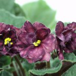 Plantas de casa amorosas de sombra