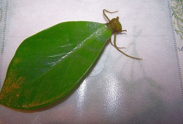 Cuidar da Peônia