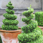 Arte Topiary Arte Topiary