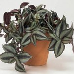 Tradescantia: descrição e cuidados