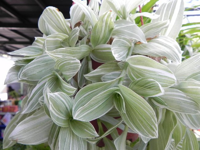 Tradescantia: descrição e cuidados