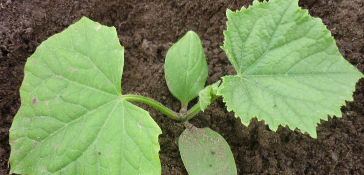 Fertilizantes para pepinos: tipos e métodos de fertilização