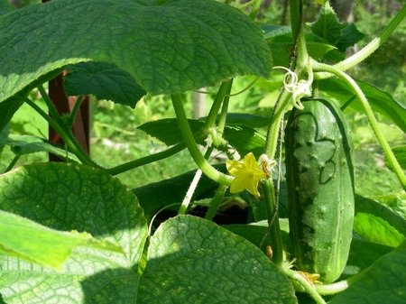 Fertilizantes para pepinos: tipos e métodos de fertilização