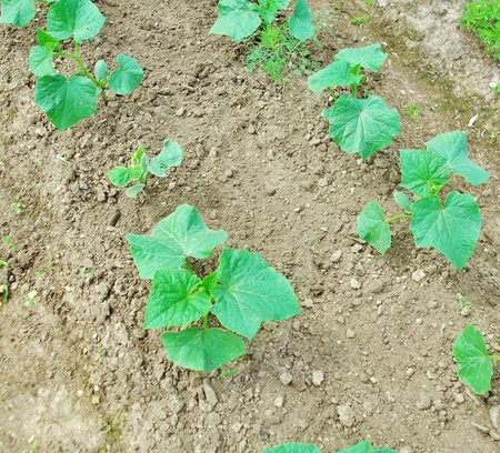 Fertilizantes para pepinos: tipos e métodos de fertilização
