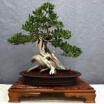 Cuidado com bonsai