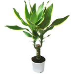 Cuidado com Dracaena Cuidado com Dracaena