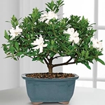 Cuidado com gardenia em casa, foto