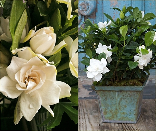Cuidado com gardenia em casa, foto