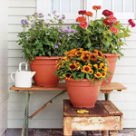 Cuidados com plantas em recipientes