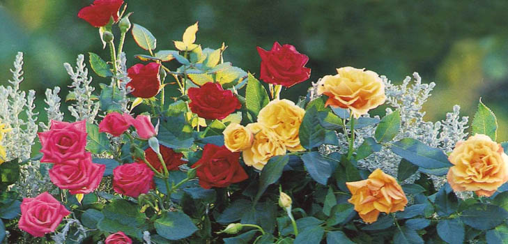 Cuidar de rosas após o inverno Cuidar de rosas após o inverno