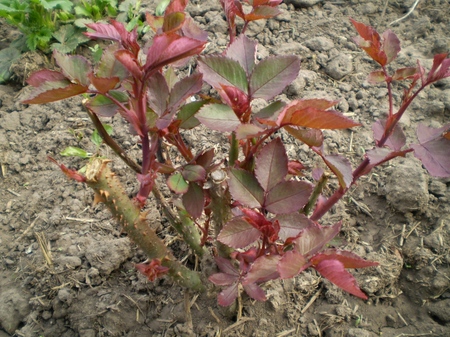 Cuidar de rosas após o inverno Cuidar de rosas após o inverno