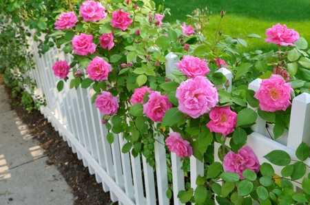 Cuidar de rosas após o inverno Cuidar de rosas após o inverno