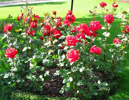 Cuidar de rosas após o inverno