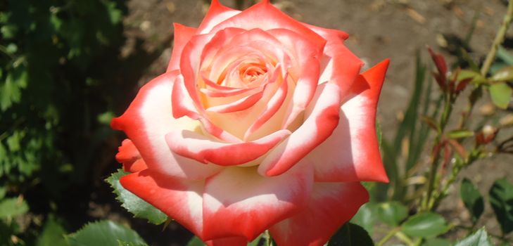 Como cuidar adequadamente das rosas do jardim