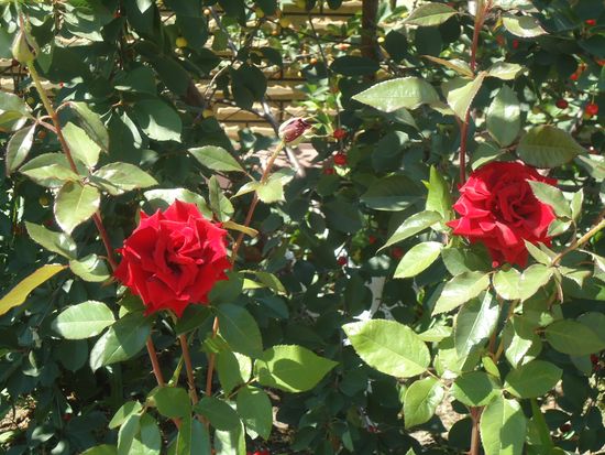 Como cuidar adequadamente das rosas do jardim