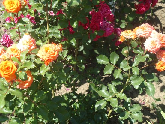 Como cuidar adequadamente das rosas do jardim