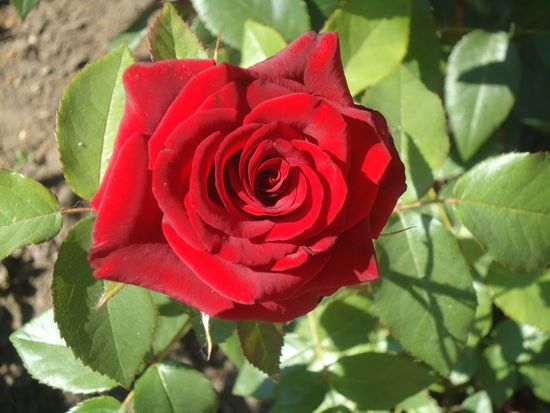 Como cuidar adequadamente das rosas do jardim
