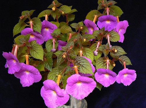 Cultivação de achymenes