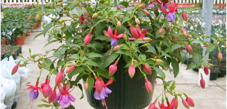 flor fúcsia