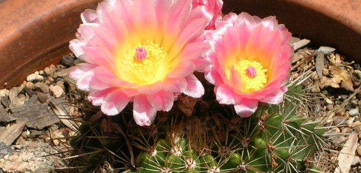 Tipos de cactos: quais são os nomes dos cactos domésticos?