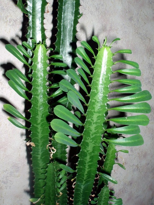 Tipos de cactos: quais são os nomes dos cactos domésticos?