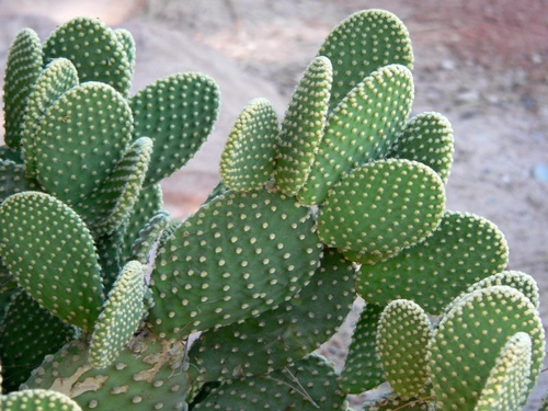Tipos de cactos: quais são os nomes dos cactos domésticos?