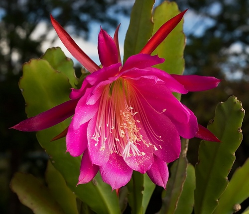 Tipos de cactos: quais são os nomes dos cactos domésticos?