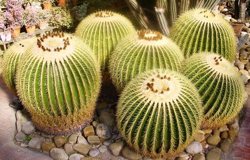 Tipos de cactos: quais são os nomes dos cactos domésticos?