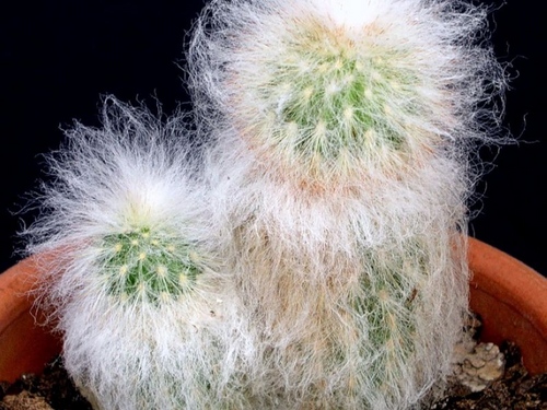 Tipos de cactos: quais são os nomes dos cactos domésticos?