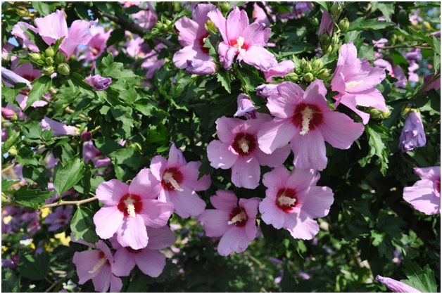 Crescemos hibiscos na nossa parcela de casa