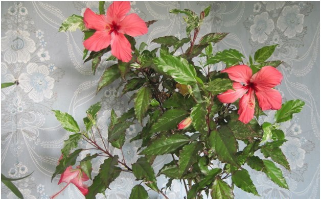 hibisco na casa