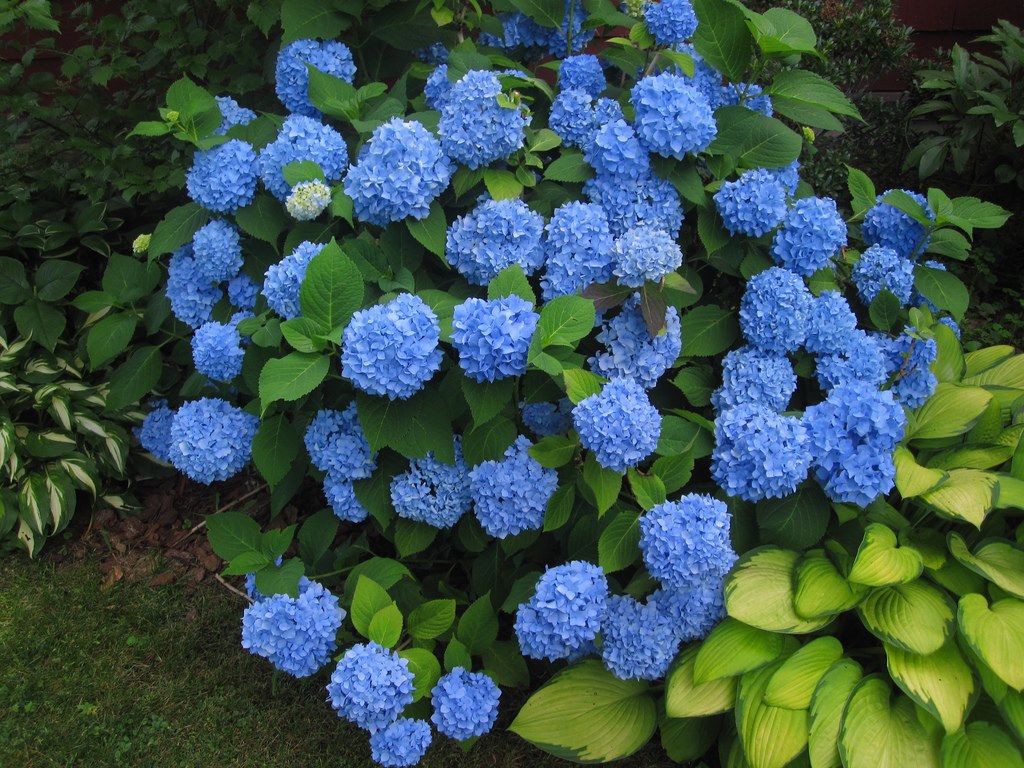 Crescimento de hortênsias em casa