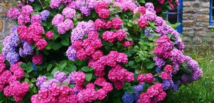 flores hortênsias