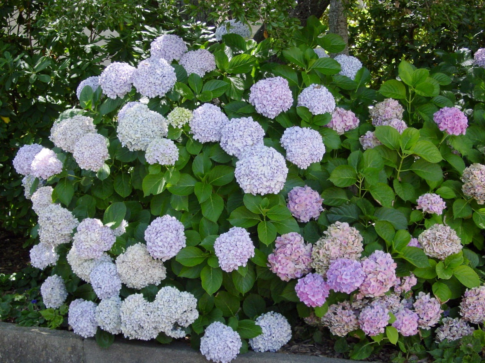 arbusto de hortênsia