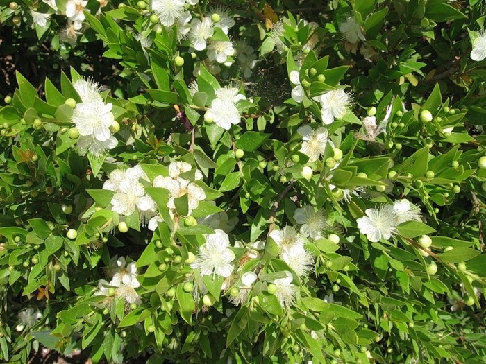 Myrtle florescendo