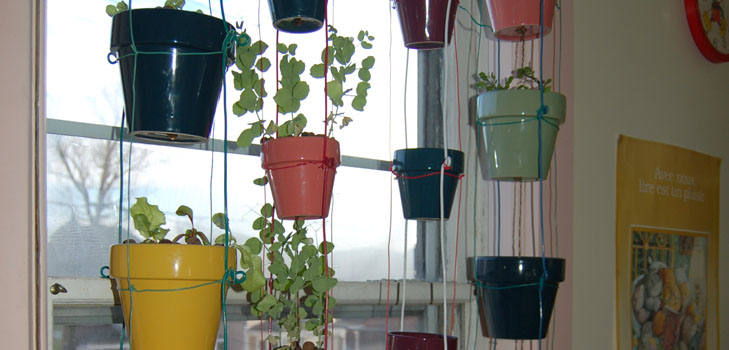 Cultivando legumes no peitoril da janela