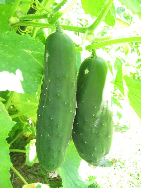 Cultivando legumes no peitoril da janela