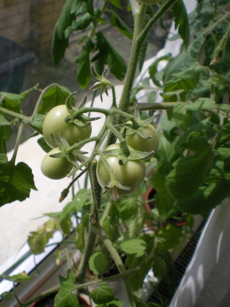 Cultivando legumes no peitoril da janela