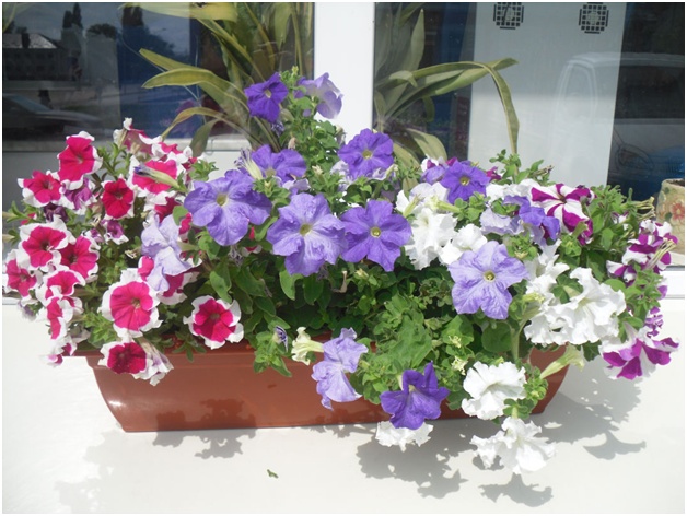 petunias plantadas