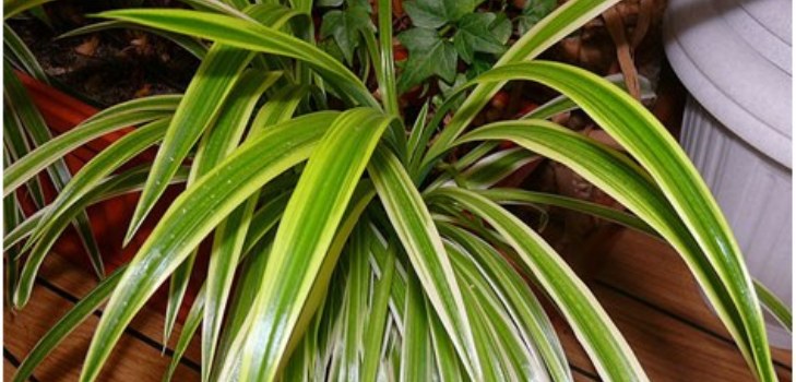 planta de clorofila