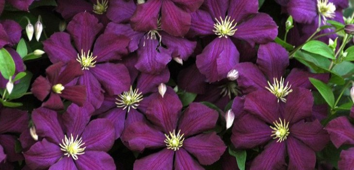 Flores Clematis