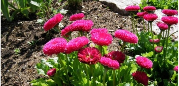 flores de margaridas