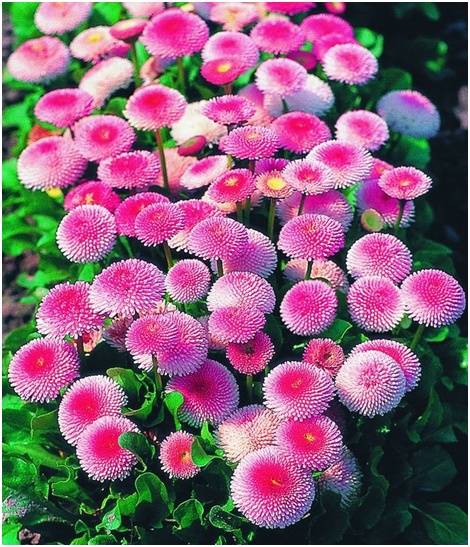 muitas margaridas