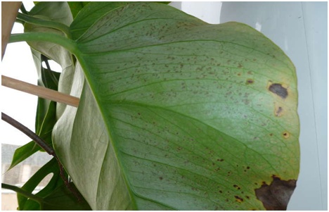 monstera doente
