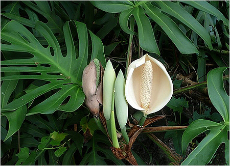 Crescendo e cuidando de um monstro em casa