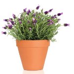 Cultivando lavanda em casa Cultivando lavanda em casa