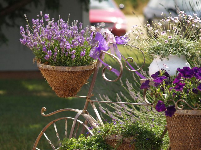 Cultivando lavanda em casa Cultivando lavanda em casa