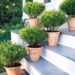 Cultivo de plantas em recipientes