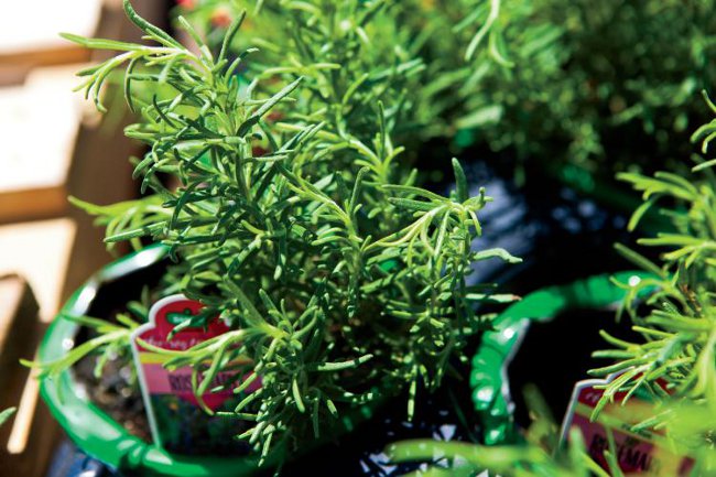 Cultivo de alecrim Cultivo de alecrim