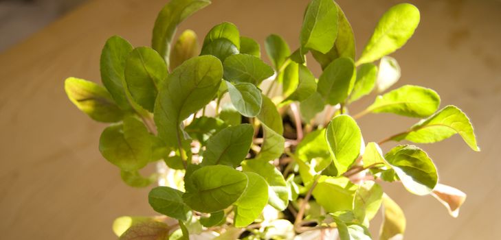 Cultivo de rúcula em condições de casa